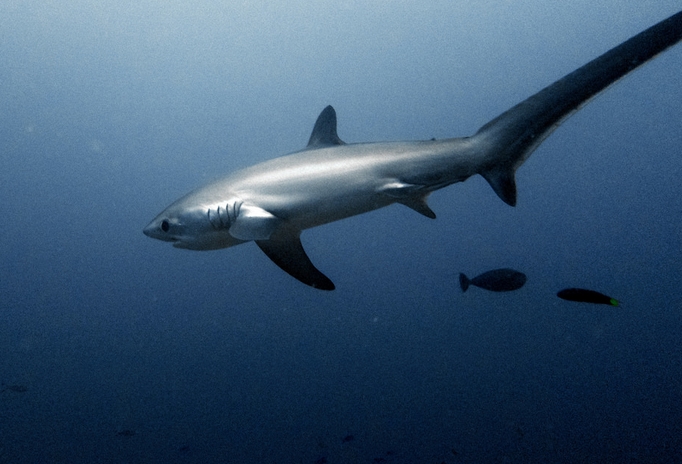  p>狐形长尾鲨(学名: i>alopias vulpinus /i>)是长尾鲨科,长尾鲨属