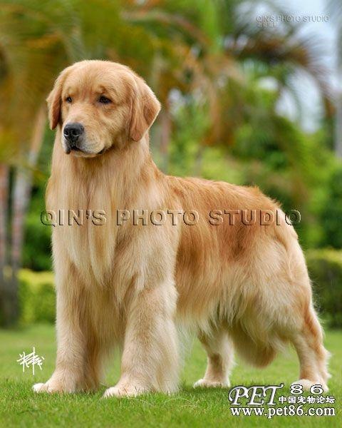  p> a href="#" data-lemmaid="6154946">矮脚