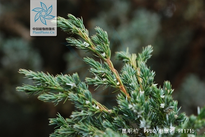  p>昆明柏(学名:sabina gaussenii (cheng) cheng et w. t.