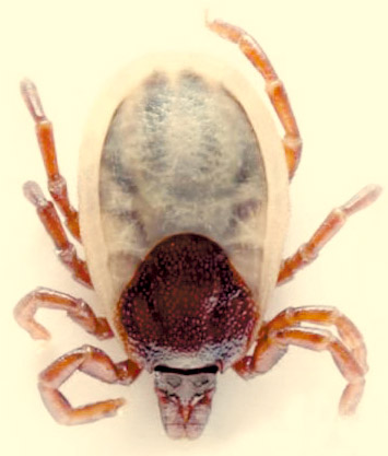  p>蜱(pí)虫属于寄螨目,蜱总科.