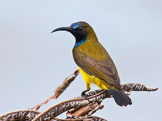  p>黄腹花蜜鸟(学名: i>cinnyris jugularis /i>):为太阳鸟科花蜜鸟属