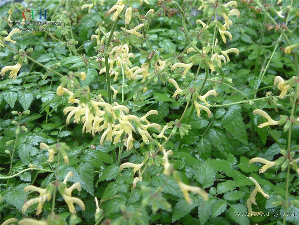 megalantha diels),别称大花鼠尾草,大花黄花鼠尾.