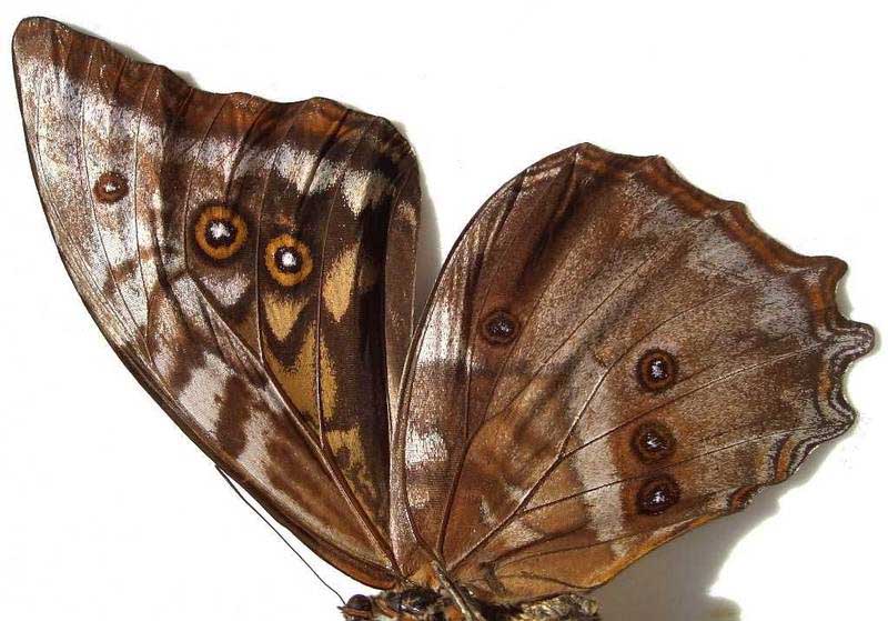  p>星褐闪蝶(学名:morpho amphitrion),鳞翅目 a href="#">蛱蝶科 /a>