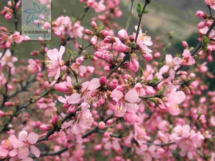  p>榆叶梅(学名:amygdalus triloba),又叫小桃红,因其叶片像榆树叶