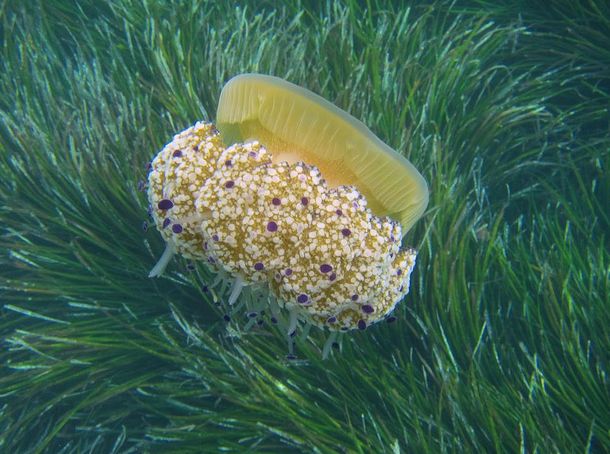  p>蛋黄水母(学名: i>cotylorhiza tuberculata /i>)是钵水母纲 a