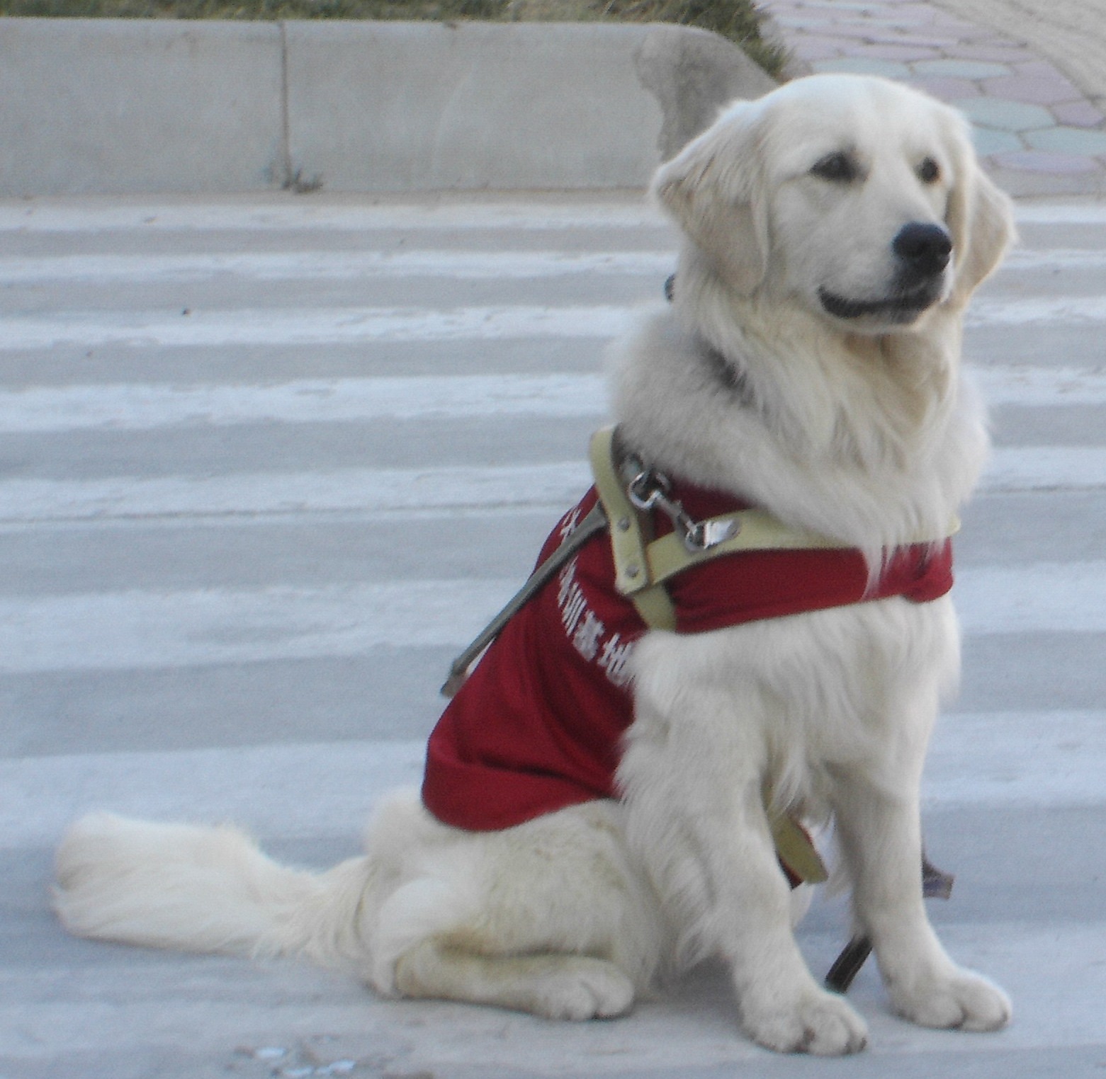  p>导盲犬是经过严格训练的狗,是 a href="#" data-lemmaid="2308210"