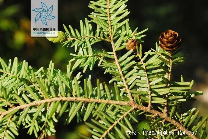是松科铁杉属植物,乔木,高达50米,胸径达1.
