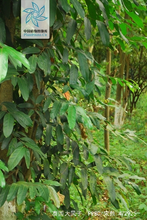 是大风子科大风子属植物,常绿大乔木,高7-20(-30)米;树干通直,树皮灰