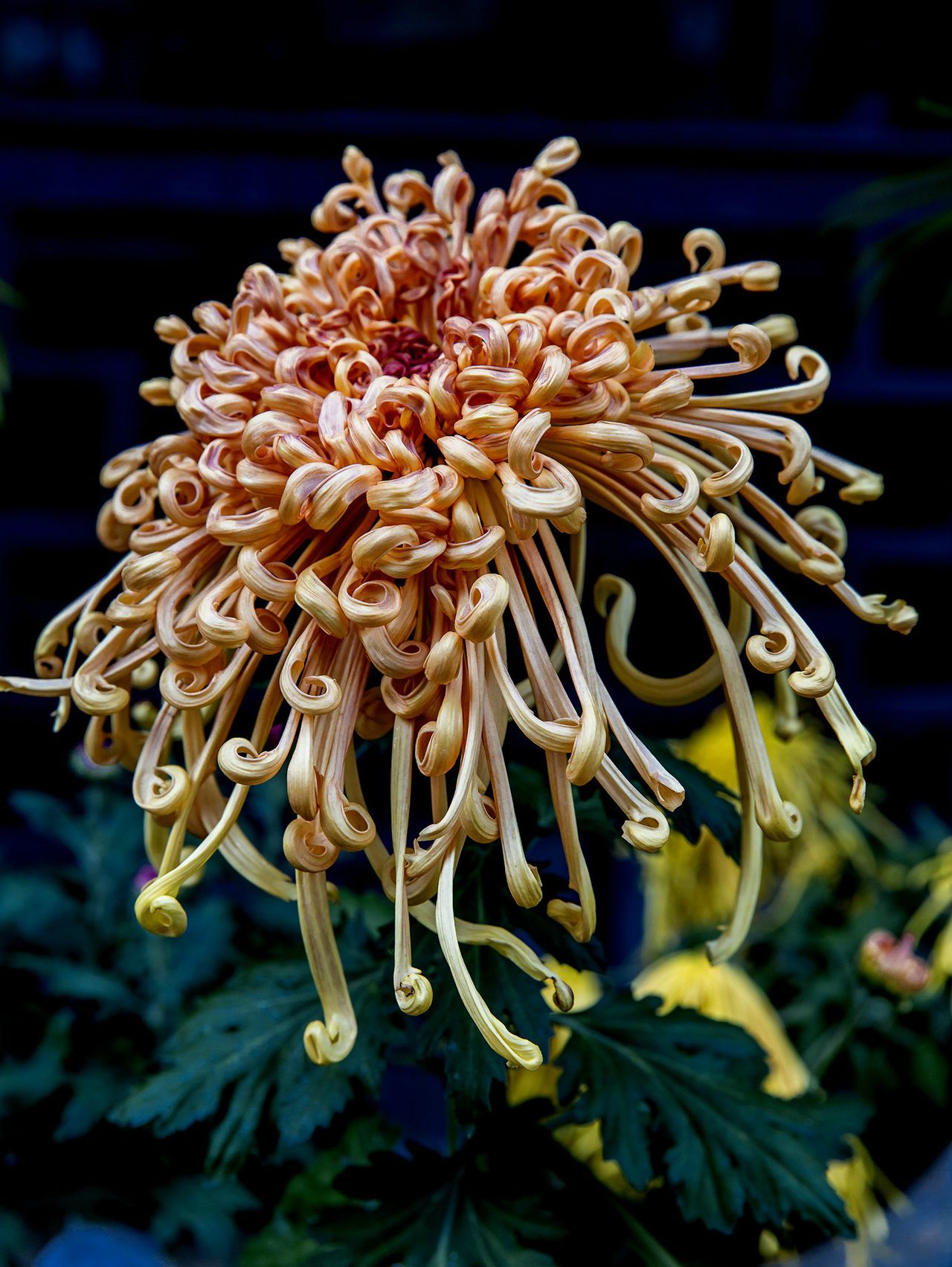  p data-id="gnbzpd68yh">秋菊是菊花( i>dendranthema morifolium /i