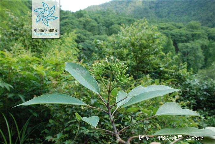  p>树参(学名: i>dendropanax dentiger /i> (harms) merr.