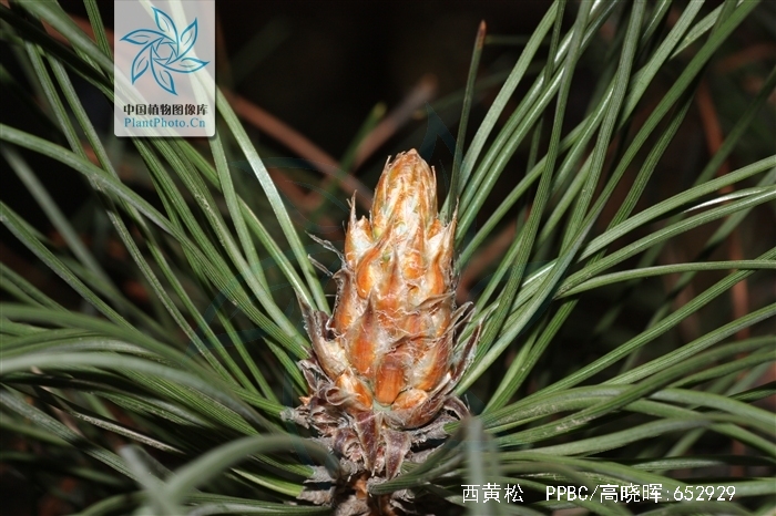  p>西黄松(学名: i>pinus ponderosa /i> dougl. ex laws.