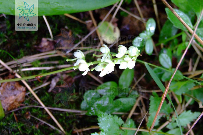  p>圆叶鹿蹄草( a href="#" data-lemmaid="8074290">学名 /a>:pyrola