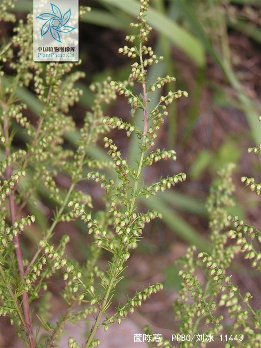 是菊科,蒿属半灌木状 a target="_blank" href="/item/草本/54169"