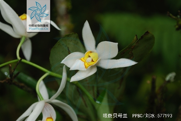  p>眼斑贝母兰(学名: i>coelogyne corymbosa /i>  lindl.