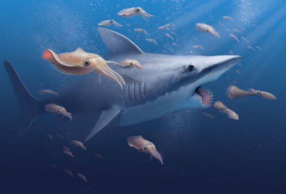  p>太陆鲨,未完全确认的一种大型鲨鱼,出现在二叠纪早期——二叠纪