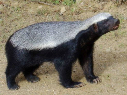  p>蜜獾斑点亚种是蜜獾的亚种之一.