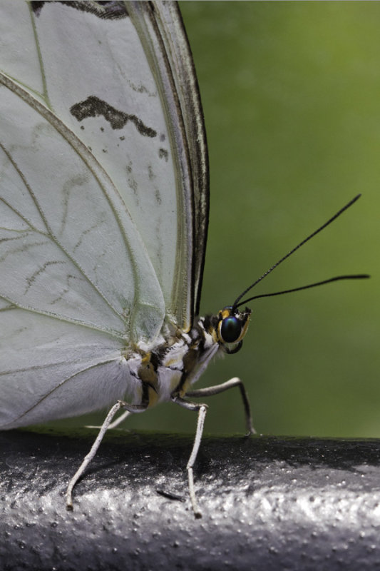  p>白摩尔闪蝶(学名: i>morpho epistrophus /i>),鳞翅目,蛱蝶科,闪蝶