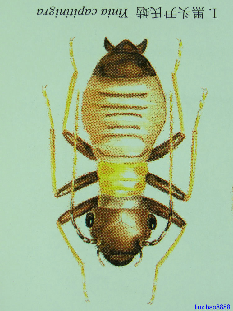  p>啮虫目(corrodentia)属昆虫纲 a href="#" data-lemmaid="9078945"