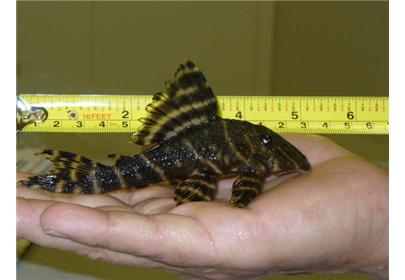 gdicnpi">秘鲁绿皮皇冠豹是一种杂食性的观赏鱼,属于鲶鱼科/ 异型鱼