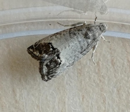  p>苹果蠹(读dù)蛾(cydia pomonella)是杂食性钻蛀害虫 ,属 a href="