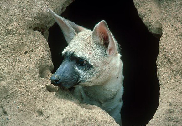  p>土狼(学名: i>proteles cristatus /i>):体长约80厘米,肩部高而