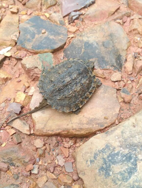  p>南美拟鳄龟,属于三个拟鳄龟亚种之一,生活在南美洲,因 a target="