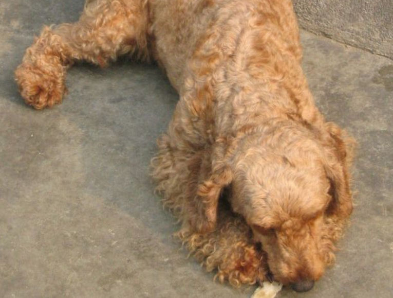 polish lowland sheepdog