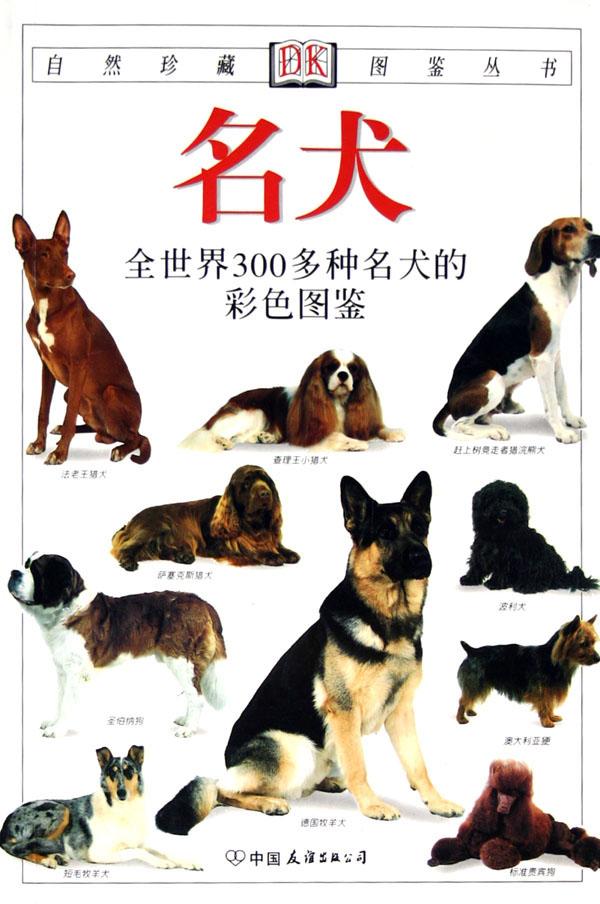 阿拉伯猎犬