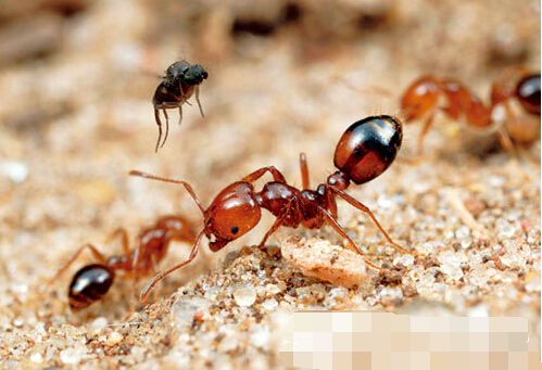 (学名: i>solenopsis invicta  /i>buren)的拉丁名意指"无敌的"蚂蚁
