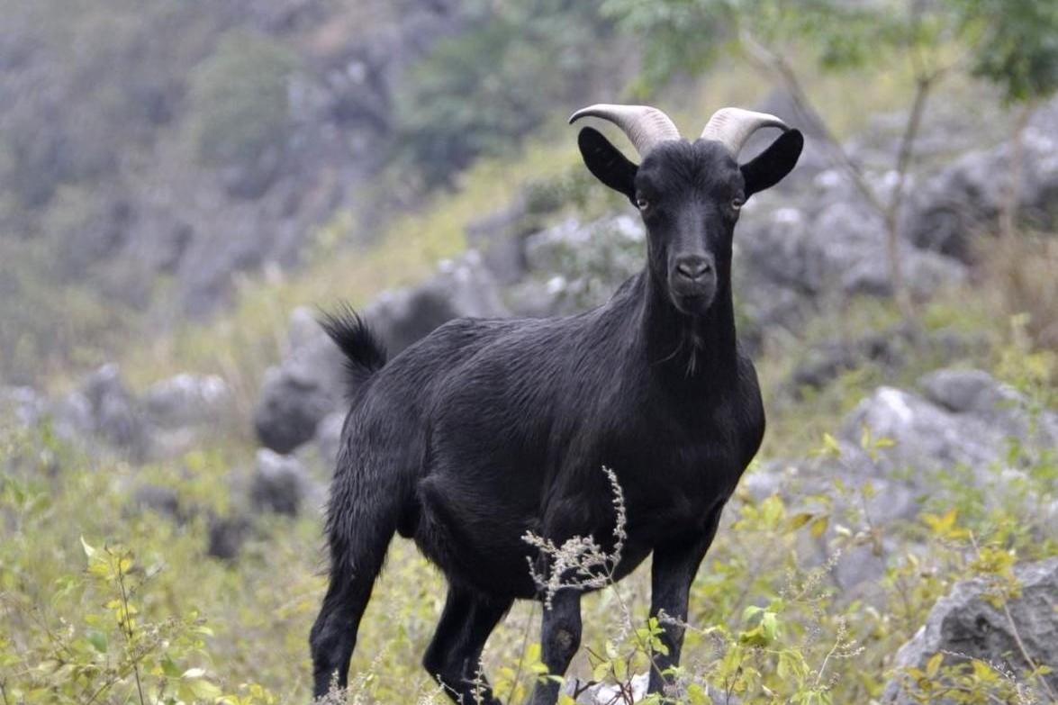 data-lemmaid="9747130">黑山羊 /a>品种,主要分布于太行山地区,具有