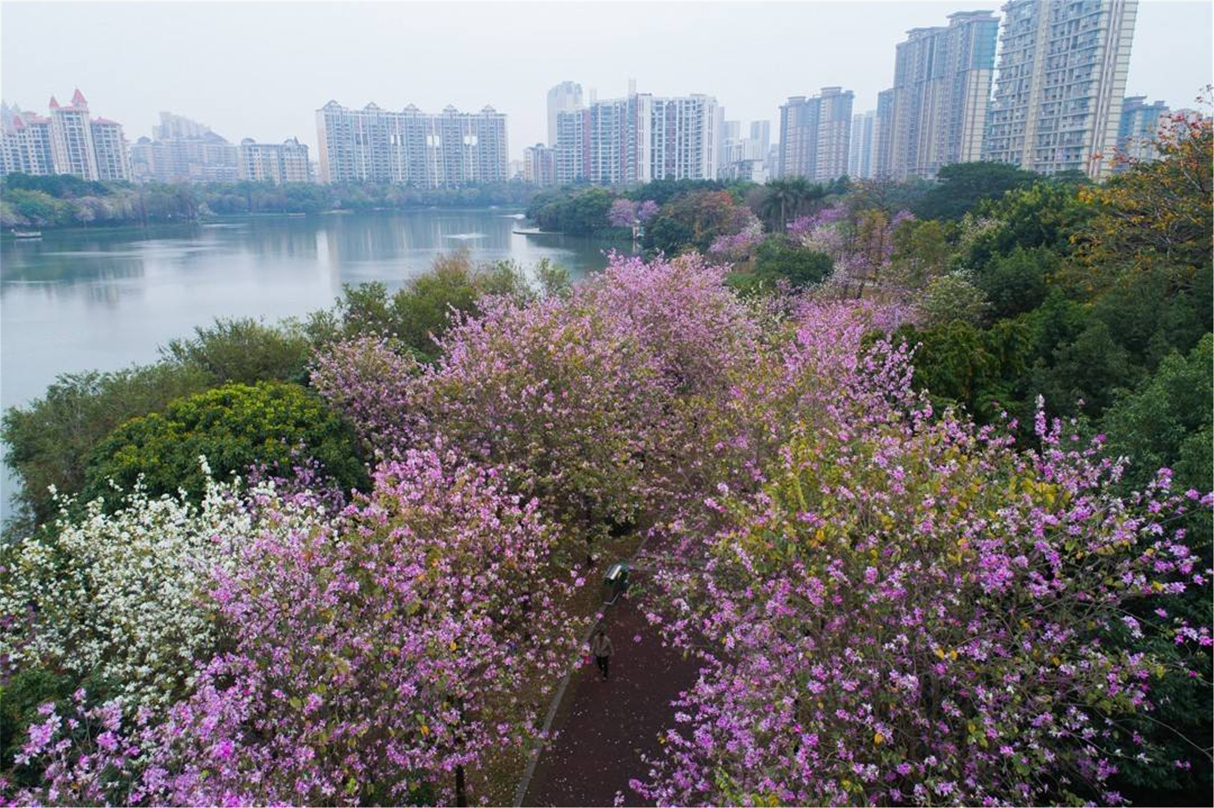最漂亮的紫荆花树图片(最漂亮的紫荆花树图片欣赏)