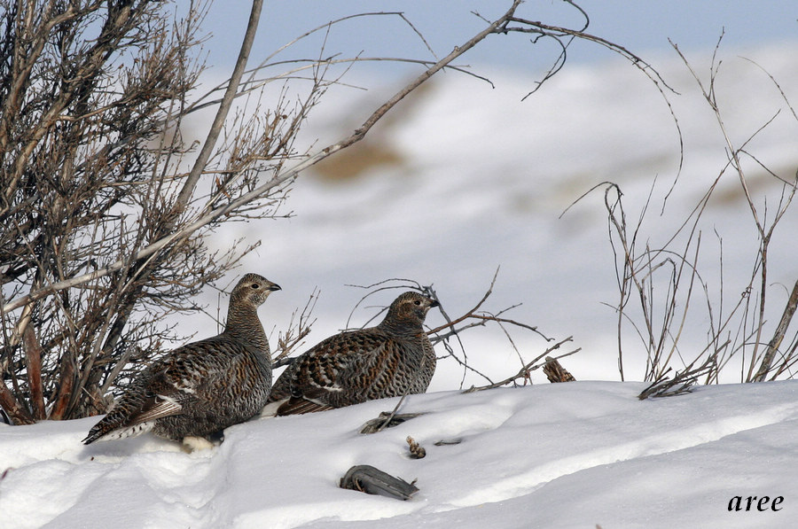  p>黑琴鸡新疆亚种是一个公务种类,分布于 a target="_blank" href="