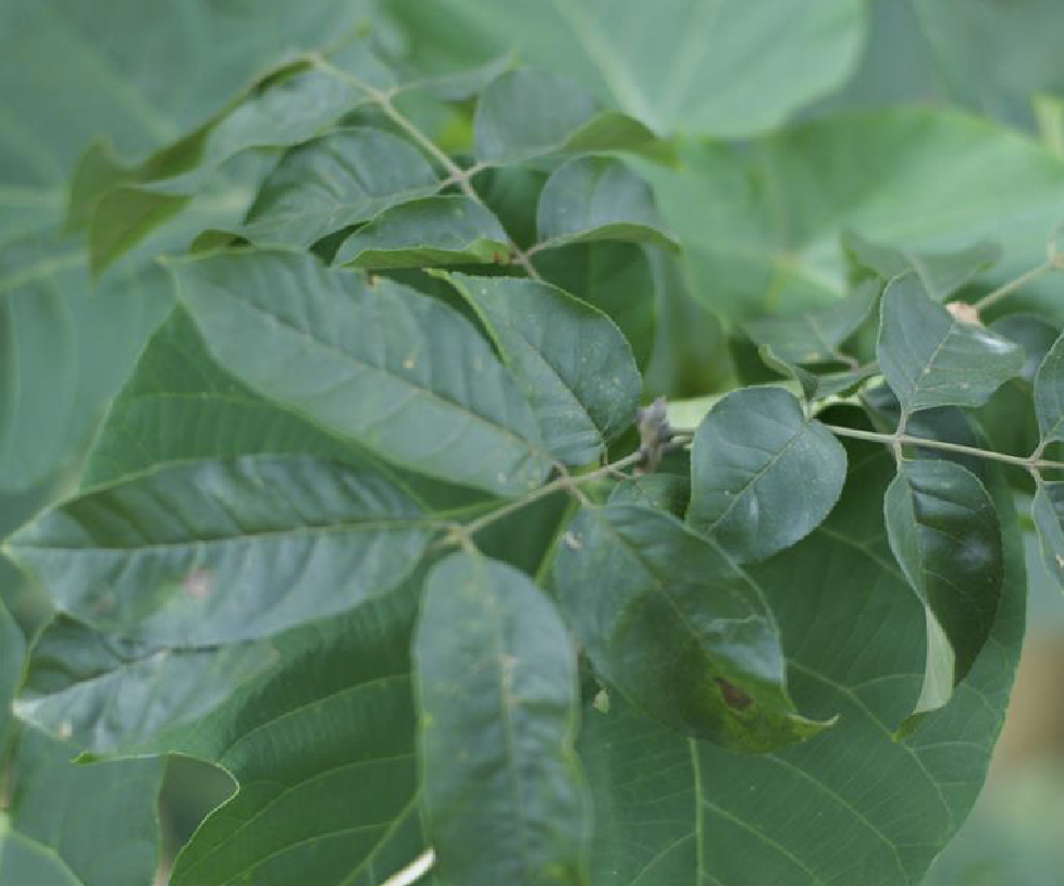  p>光蜡树(学名: i>fraxinus griffithii /i> c. b.