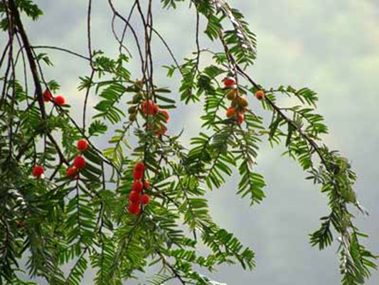  p>云南红豆(学名: i>ormosia yunnanensis /i> prain)是豆科,红豆属