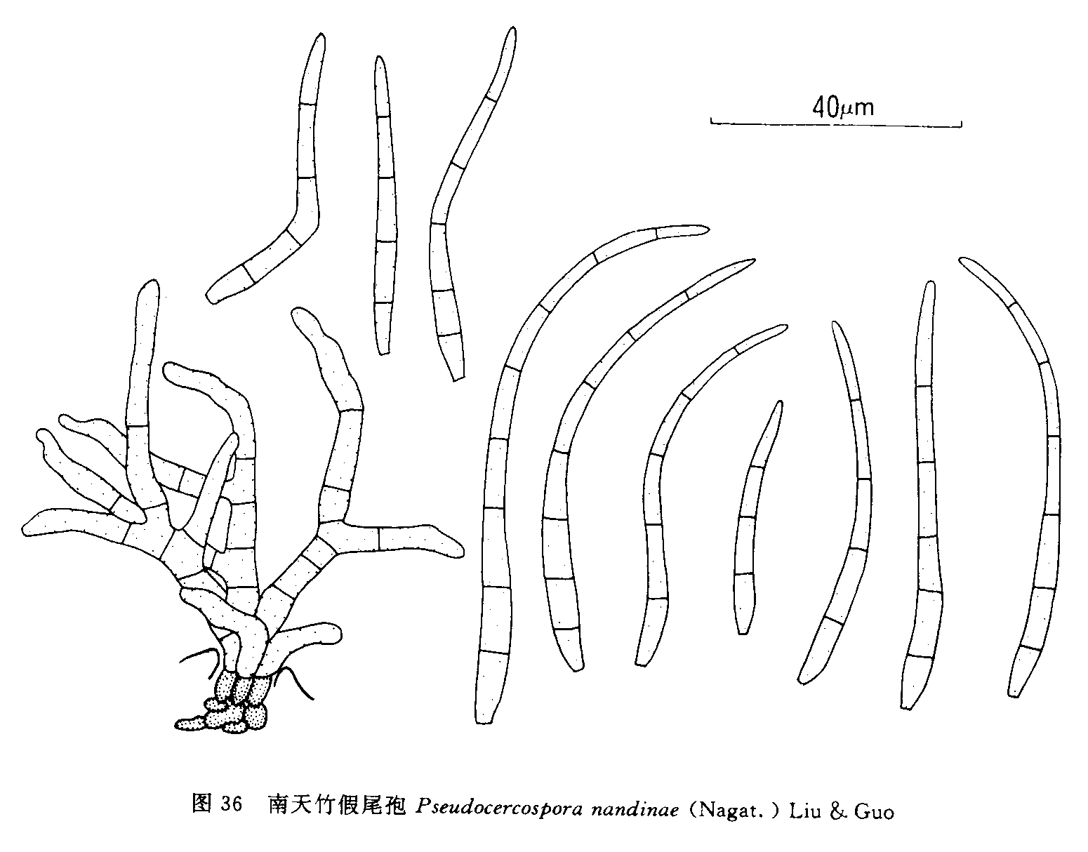  p>南天竹假尾孢 ,微生物真菌.