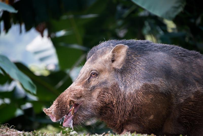 ryukyu islands wild pig