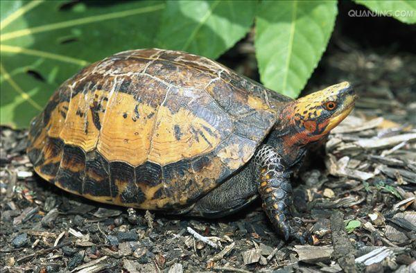 黄额盒龟