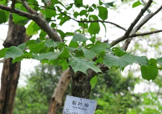 榆树（裂叶榆）U31_百度百科