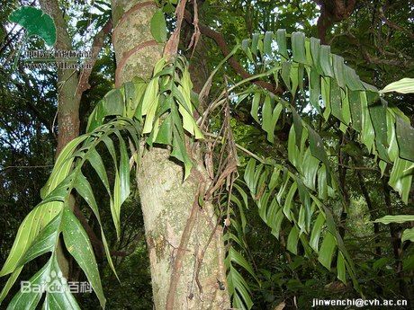  p>气生根是指由植物茎上发生的,生长在地面以上的,暴露在空气中的 a