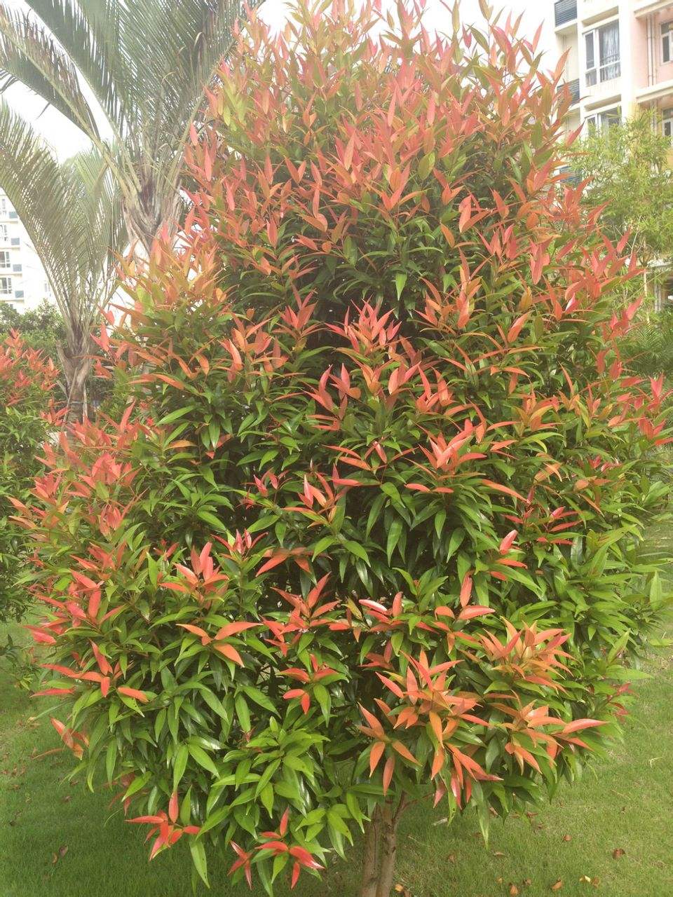 p>桃叶石楠(拉丁名: i>photinia prunifolia /i> (hook. et arn.