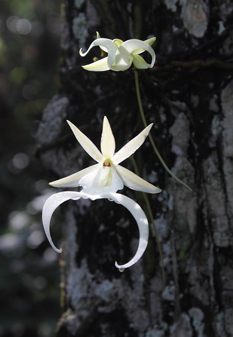 dendrophylax lindenii