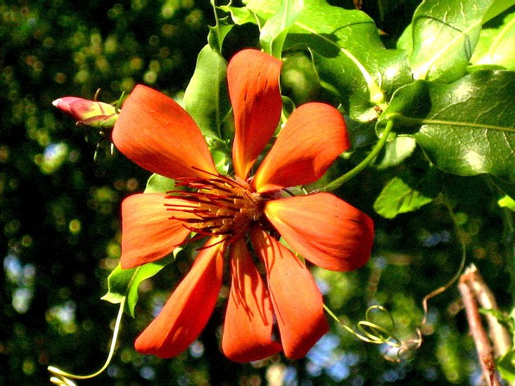 蔷薇科,栒子属的一种植物.产新踊,青海.蒙古,苏联西伯利亚也有分布.