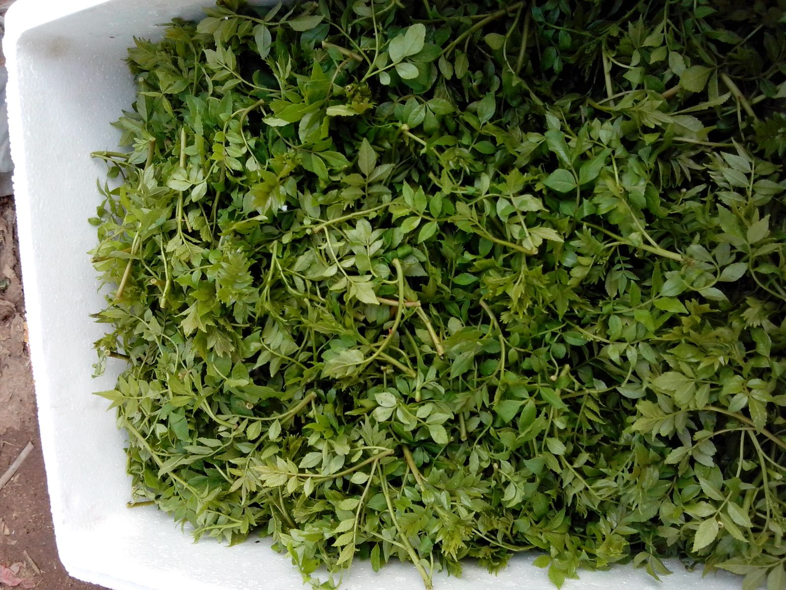 花椒芽怎么做好吃『花椒芽怎么做好吃视频教程』