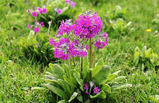  p>霞红灯台报春(学名: i>primula beesiana  /i>forr.