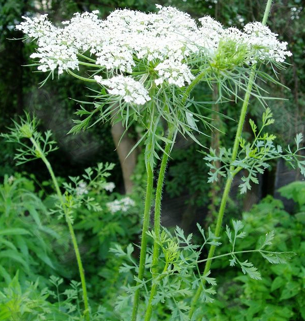  p>野胡萝卜(学名: i>daucus carota /i>  l.