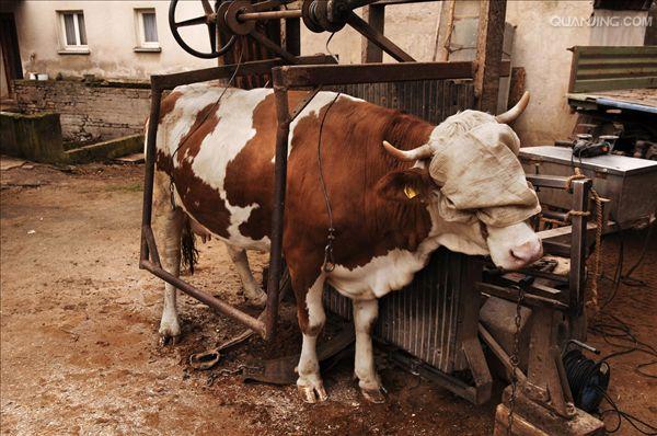 为牛科动物黄牛 a target="_blank" href="/item/bos taurus/5285395"