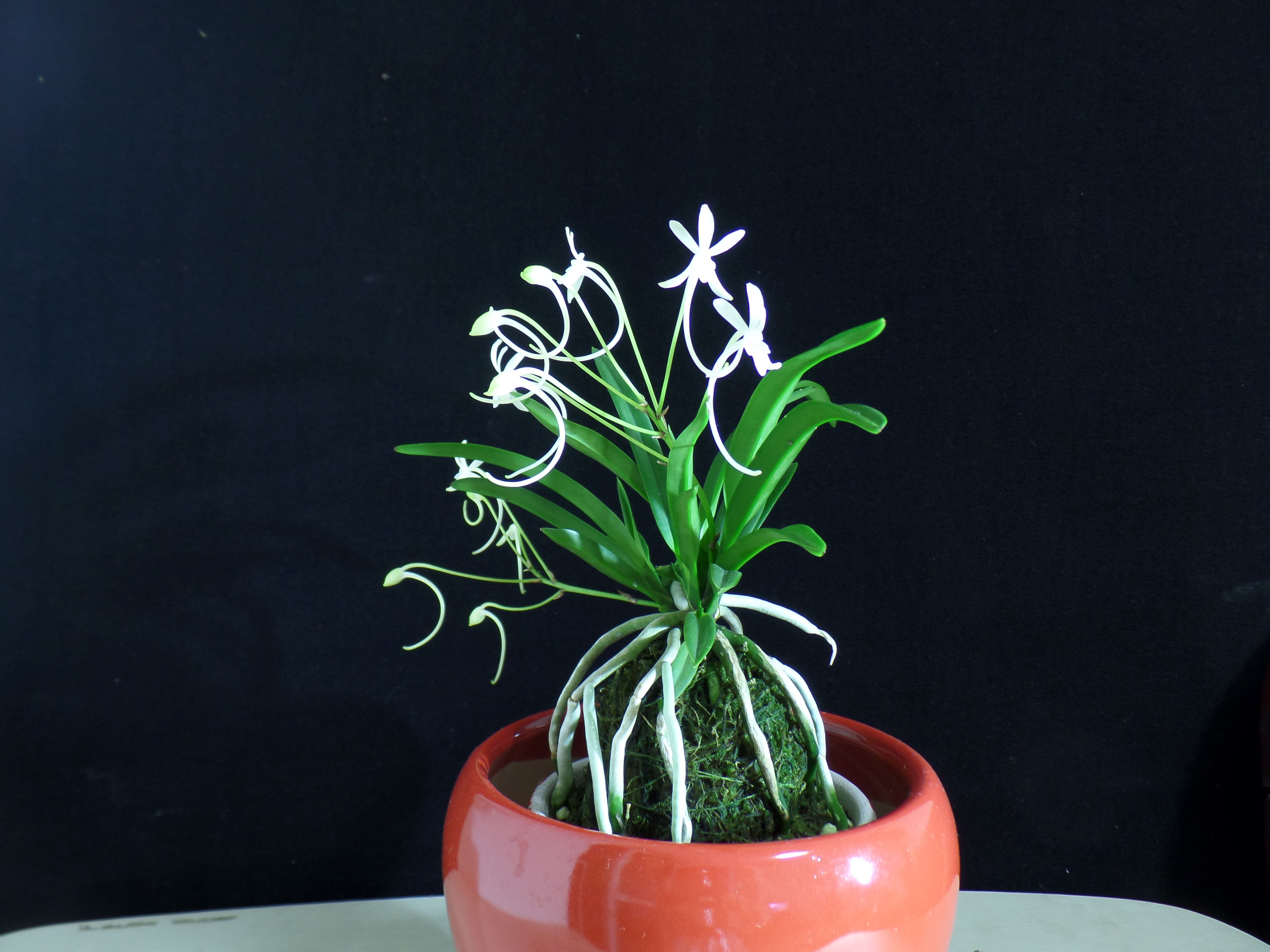 hu)是兰科风兰属植物,株高8~10厘米,茎稍扁