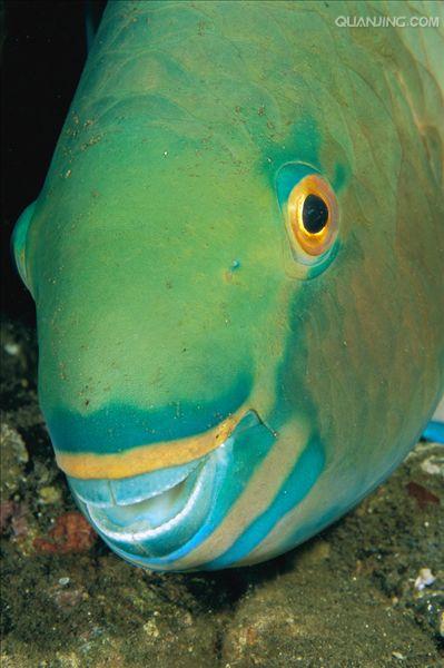  p>鹦嘴鱼科(scaridae)是 a href="#" data-lemmaid="3516708">脊索