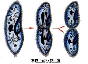  p>无性生殖(asexual reproduction)是一类不经过两性生殖细胞的结合
