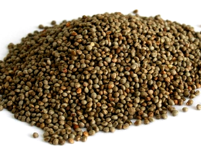  p>紫苏子,为 a href="#">唇形科 /a>植物紫